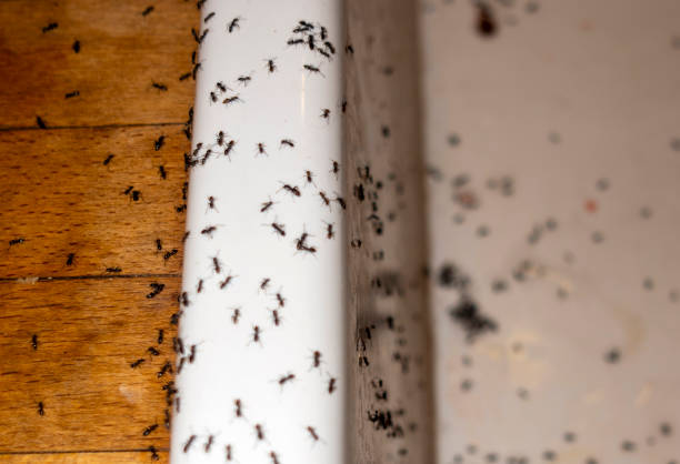 Best Affordable Pest Control Services  in Village Green Green Ridge, PA